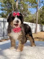 Mary - Mini Bernedoodle , a female Miniature Bernedoodle for sale in Frostproof, FL – Photo 5 of 9
