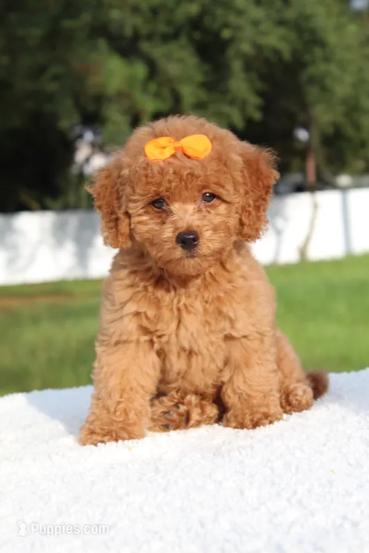 Dakota  – Miniature Goldendoodle puppy for sale in Frostproof, FL