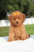 Dakota , a female Miniature Goldendoodle for sale in Frostproof, FL – 1 of 10