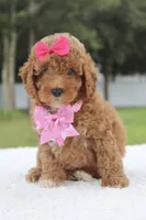 Fancy , a female Miniature Goldendoodle for sale in Frostproof, FL – 7 of 8