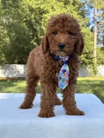 Jasper - Mini, a male Miniature Goldendoodle for sale in Frostproof, FL – 7 of 9