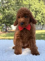 Oscar - F1b Mini, a male Goldendoodle and Miniature Goldendoodle for sale in Frostproof, FL – 6 of 10