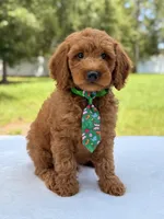 Timothy - F1b Mini Goldendoodle Male , a male Miniature Goldendoodle for sale in Frostproof, FL – 4 of 10