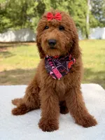 Valentina , a female Goldendoodle for sale in Frostproof, FL – 1 of 10