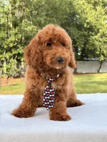 Pluto - Mini , a male Miniature Goldendoodle for sale in Frostproof, FL – 7 of 10