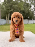Cooper , a male Cavapoo for sale in Frostproof, FL – 2 of 8