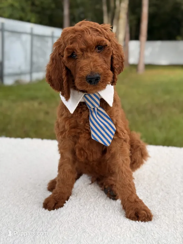 Espresso - F1b Standard Goldendoodle  – Goldendoodle puppy for sale in Frostproof, FL