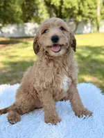 Moon , a female Miniature Goldendoodle for sale in Frostproof, FL – 8 of 9