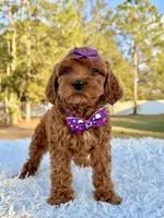 Bliss - Toy Goldendoodle , a female Miniature Goldendoodle for sale in Frostproof, FL – Photo 8 of 9