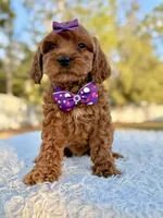 Bliss - Toy Goldendoodle , a female Miniature Goldendoodle for sale in Frostproof, FL – Photo 3 of 9