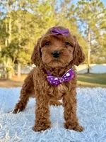 Bliss - Toy Goldendoodle , a female Miniature Goldendoodle for sale in Frostproof, FL – Photo 9 of 9