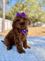 Bliss - Toy Goldendoodle , a female Miniature Goldendoodle for sale in Frostproof, FL – Photo 6 of 9