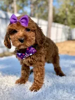 Bliss - Toy Goldendoodle , a female Miniature Goldendoodle for sale in Frostproof, FL – Photo 2 of 9
