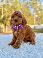 Bliss - Toy Goldendoodle , a female Miniature Goldendoodle for sale in Frostproof, FL – Photo 4 of 9