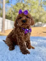 Bliss - Toy Goldendoodle , a female Miniature Goldendoodle for sale in Frostproof, FL – Photo 1 of 9