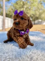 Bliss - Toy Goldendoodle , a female Miniature Goldendoodle for sale in Frostproof, FL – Photo 5 of 9