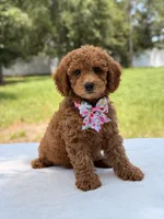 Tinker - F1b Mini Goldendoodle Female , a female Miniature Goldendoodle for sale in Frostproof, FL – 5 of 10
