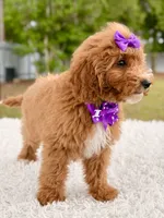 Moana F1bb Mini, a female Miniature Goldendoodle for sale in Frostproof, FL – 4 of 8