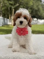 Flower , a female Cavapoo for sale in Frostproof, FL – 2 of 9