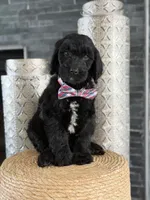 Angel  F1 Standard , a male Goldendoodle for sale in Frostproof, FL – 7 of 8