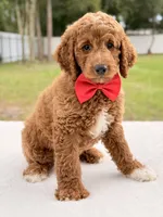 Harley - Medium Goldendoodle , a male Goldendoodle and Miniature Goldendoodle for sale in Frostproof, FL – 9 of 9