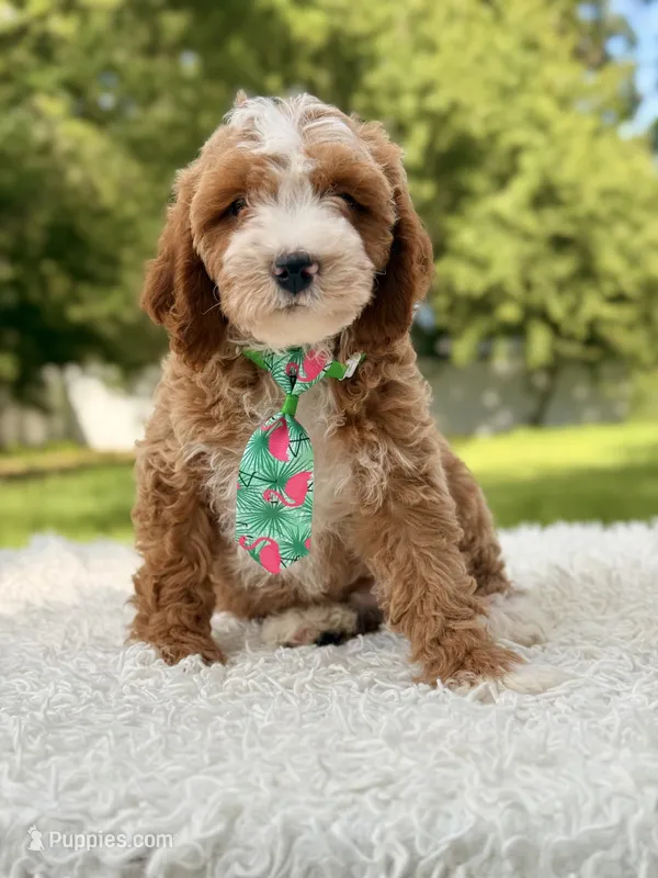 Armani  – Cavapoo puppy for sale in Frostproof, FL