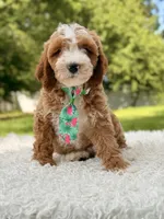 Armani , a male Cavapoo for sale in Frostproof, FL – 1 of 10