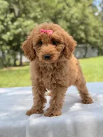 Treasure - F1b Mini Goldendoodle Female , a female Miniature Goldendoodle for sale in Frostproof, FL – 8 of 10