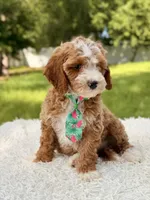 Armani , a male Cavapoo for sale in Frostproof, FL – 9 of 10