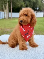Thiago , a male Goldendoodle and Miniature Goldendoodle for sale in Frostproof, FL – 7 of 10