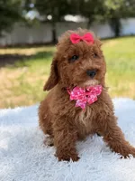Rapunzel , a female Miniature Goldendoodle for sale in Frostproof, FL – 4 of 10