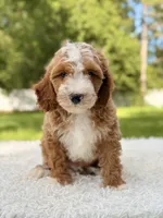 Armani , a male Cavapoo for sale in Frostproof, FL – 8 of 10