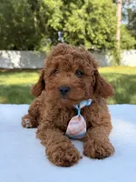 Timón - Mini F1bb, a male Miniature Goldendoodle for sale in Frostproof, FL – 5 of 9