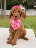 Emmy - F1b Standard Female , a female Goldendoodle for sale in Frostproof, FL – 4 of 9