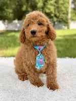 Manny , a male Miniature Goldendoodle for sale in Frostproof, FL – 4 of 10