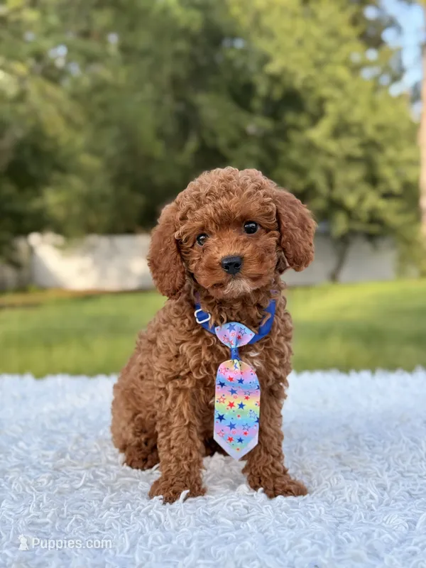 Atlas - Cavapoo – Cavapoo puppy for sale in Frostproof, FL