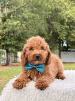 Pumbaa , a male Miniature Goldendoodle for sale in Frostproof, FL – 4 of 9