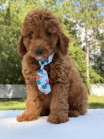 Simba - Mini, a male Miniature Goldendoodle for sale in Frostproof, FL – 9 of 10