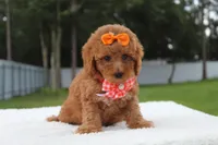 Faith - Toy Goldendoodle , a female Miniature Goldendoodle for sale in Frostproof, FL – 5 of 8
