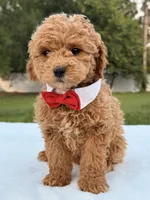 Mickey F1b - Micro / Toy, a male Miniature Goldendoodle for sale in Frostproof, FL – 6 of 8