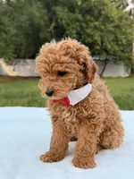 Mickey F1b - Micro / Toy, a male Miniature Goldendoodle for sale in Frostproof, FL – 7 of 8
