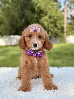 Amaya , a female Cavapoo for sale in Frostproof, FL – 8 of 10