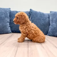 Cosmo - F1bb Mini Goldendoodle , a male Miniature Goldendoodle for sale in Frostproof, FL – 5 of 6
