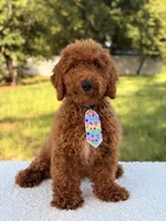 Peanut - F1bb Toy, a male Goldendoodle and Miniature Goldendoodle for sale in Frostproof, FL – 10 of 10