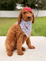 Ella - F1b Standard Goldendoodle , a female Goldendoodle for sale in Frostproof, FL – 2 of 9