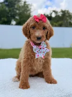 Jade - F1b Standard Goldendoodle , a female Goldendoodle for sale in Frostproof, FL – 2 of 8