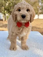 Xiomar - F1 Standard , a male Goldendoodle for sale in Frostproof, FL – Photo 2 of 9