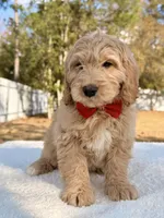 Xiomar - F1 Standard , a male Goldendoodle for sale in Frostproof, FL – Photo 6 of 9