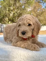 Xiomar - F1 Standard , a male Goldendoodle for sale in Frostproof, FL – Photo 4 of 9