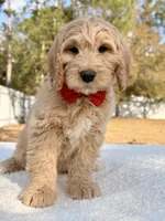 Xiomar - F1 Standard , a male Goldendoodle for sale in Frostproof, FL – Photo 9 of 9